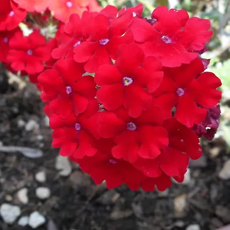 Oda ve Kahvaltı Tilli