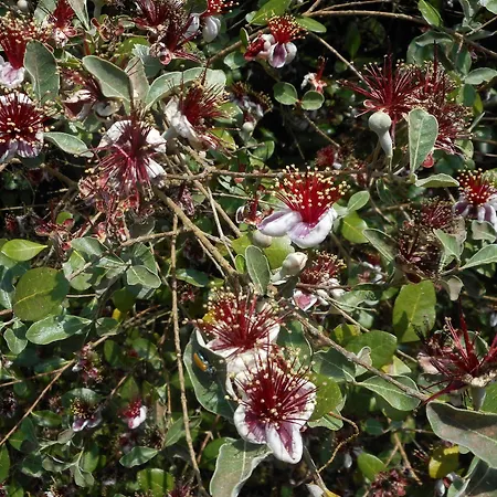 Tilli Oda ve Kahvaltı Castelfiorentino